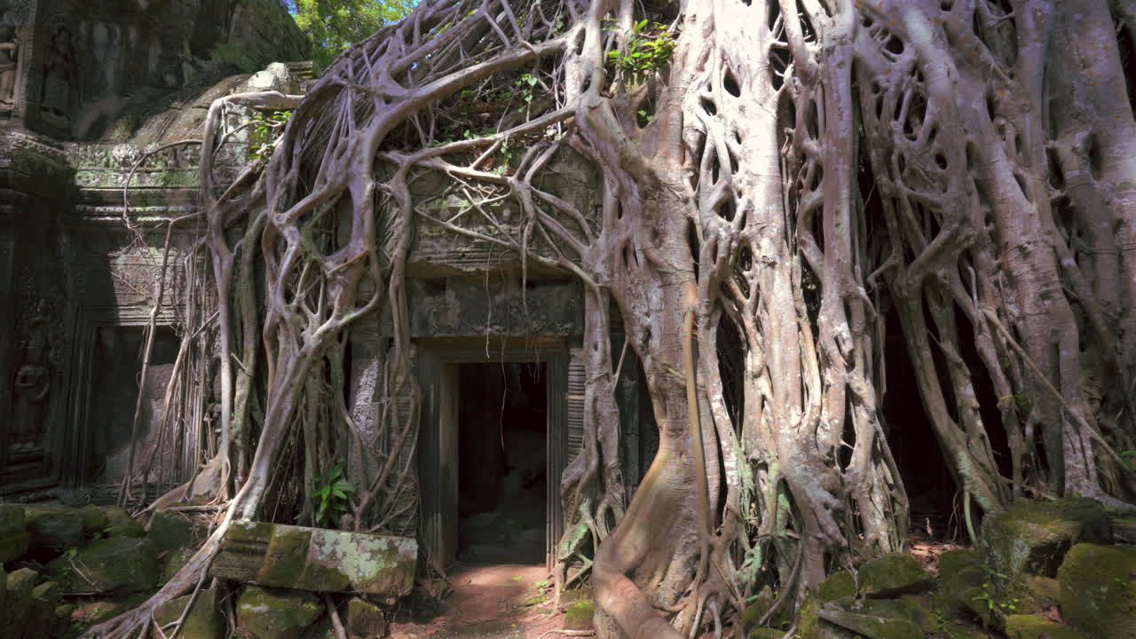 Ta Prohm temple with tree roots engulfing stone walls, iconic jungle ruins in Angkor, establishing pan medium