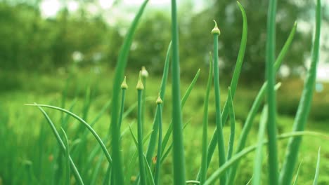 onions buds growing in the vegetable garden