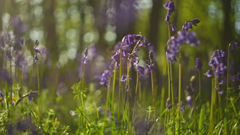 purple bluebells in a forest