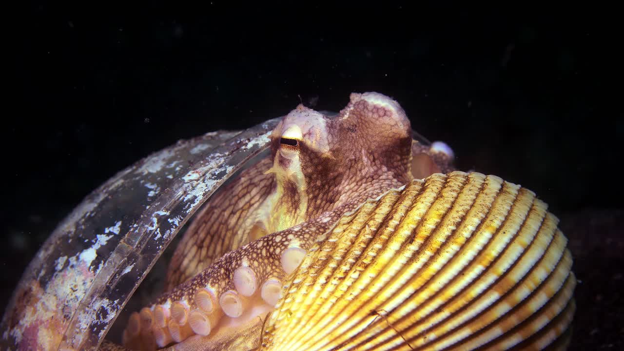 껍데기 플라스틱 컵에 있는 코코넛 문어는 걷는 lembeh 인도네시아 4k 25fps를 숨기고 있습니다.