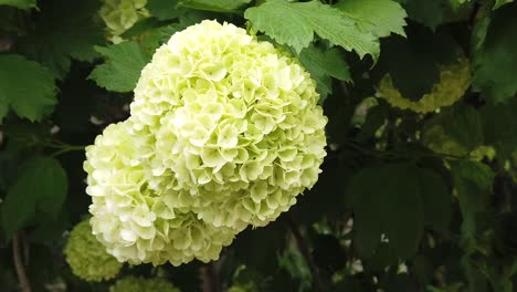 a very unusual flower ball