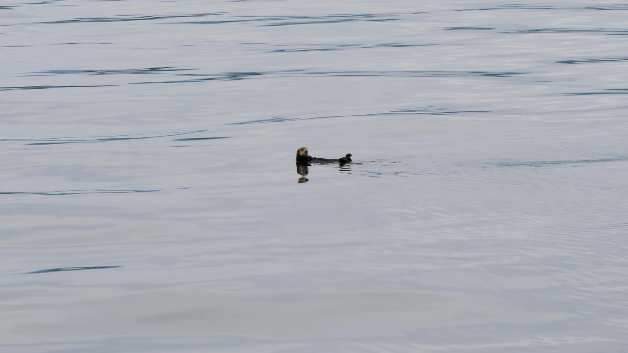 Sea otter floating in the shallow waters around Sitka, Alaska.