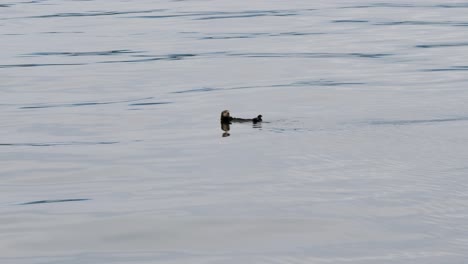 sea otter floating in the shallow waters around sitka, alaska.