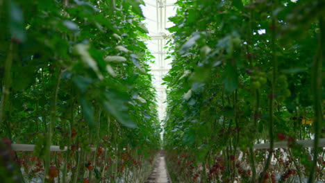 Plantation-with-tomatoes-plants-growing-on-farmland-producing-vegetarian-food
