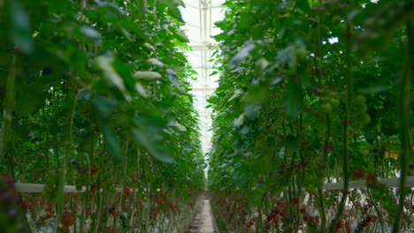 plantation with tomatoes plants growing on farmland producing vegetarian food