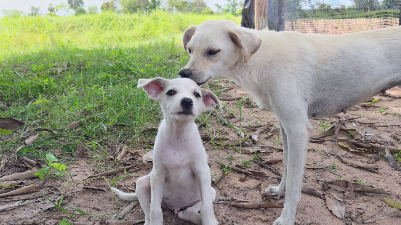 Mother dog instinctively grooms her puppy, gently cleaning the puppy’s head to remove fleas. Natural animal instinct showing care, protection, bonding, and maternal behavior outdoors