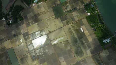 rotación aérea de arriba hacia abajo de los campos de sal de can gio vietnam