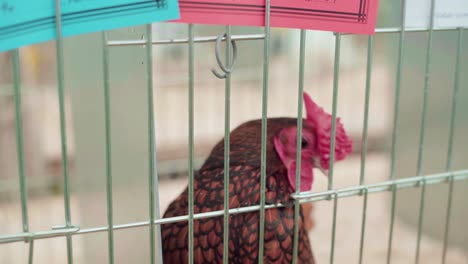 sebright chicken inside the cage during an agricultural show in cornwall, england, united kingdom