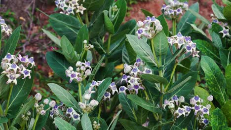 calotropis shrub with light violet flowers and lush foliage in wind, close up