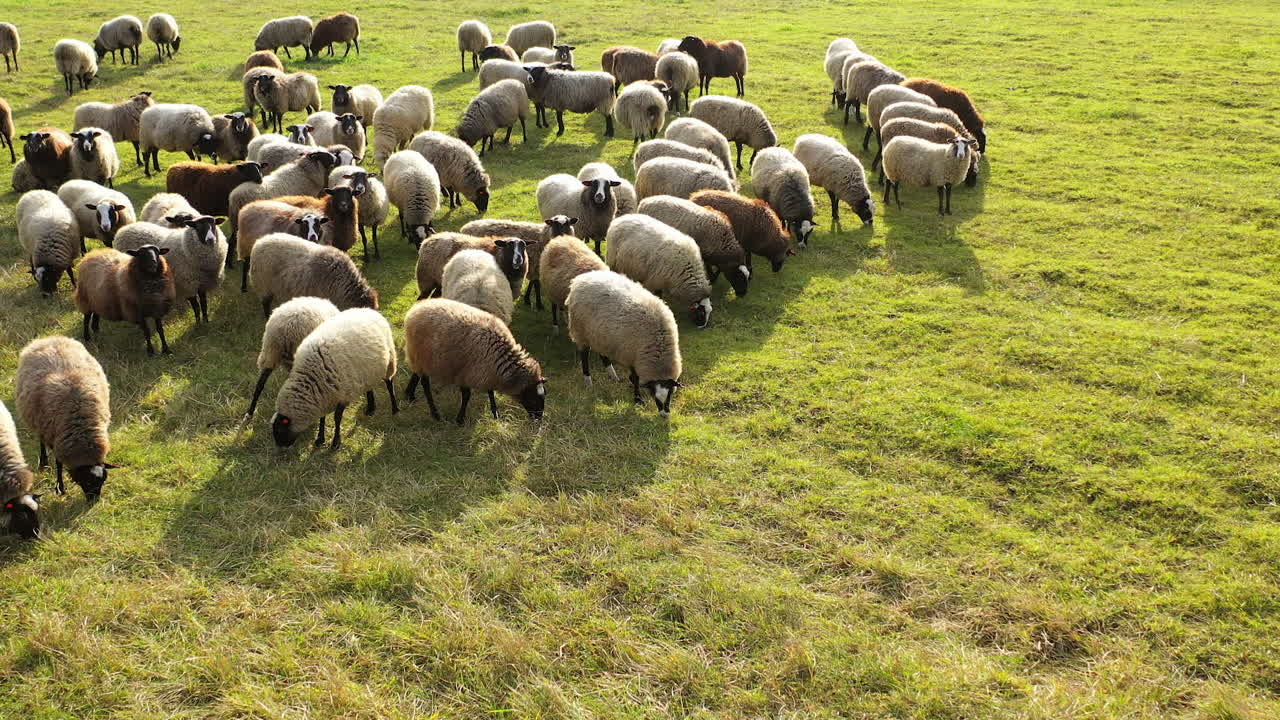 Aerial view of large herd of sheeps in picturesque green pasture. Domestic animals in countryside.