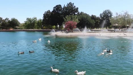 Vista-Panorámica-De-Un-Parque-De-La-Ciudad-Con-Aves-Acuáticas