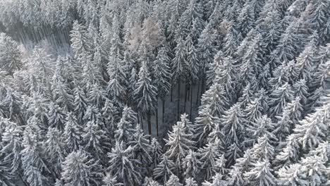 like scene from holiday christmas card, forest of white covered trees