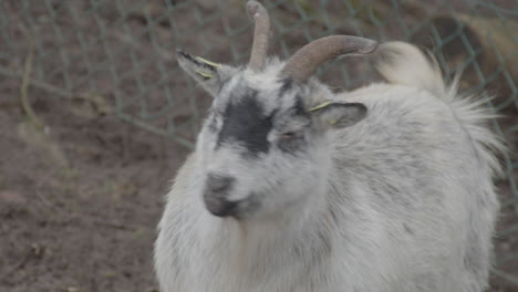 portrait of white goat with black spots looking at camera