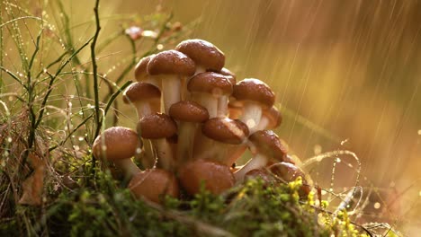 armillaria mushrooms of honey agaric in a sunny forest in the rain.