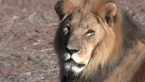 an adult male kalahari lion looks briefly at the camera