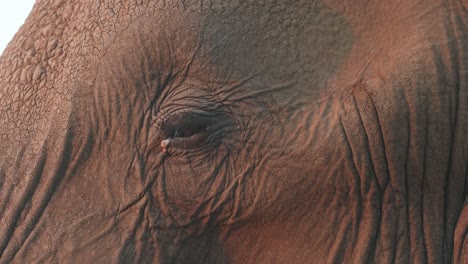 closeup of an african elephant's eye, mashatu game reserve