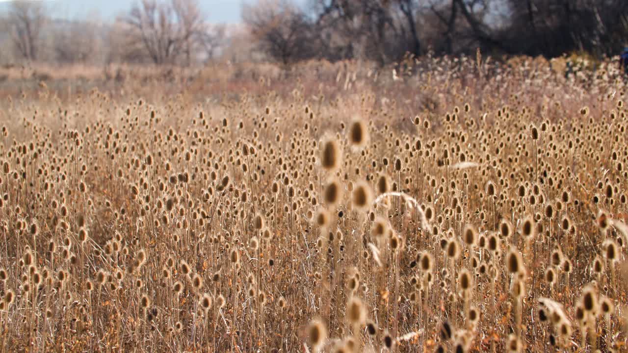 Boulder Colorado Thistle Plant Field, Field of Wild Thistle