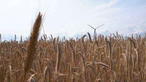 ripe crops of rye blowing in the wind on a bright day