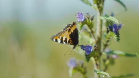 hungry butterfly tasting drinking feet flower nectar insect bug fly flying beautiful insects summer butterflies wings flower plants blue colourful vibrant moth moths swedish european drink nostrils