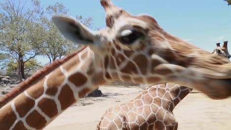 Two-giraffes-interacting-with-zoo-visitors-while-being-fed-carrot-slices-from-a-safari-truck