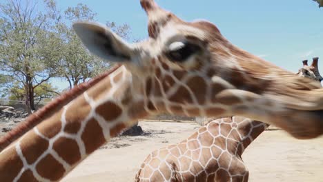 dos jirafas interactuando con los visitantes del zoológico mientras se les alimentaban con rebanadas de zanahoria de un camión de safari