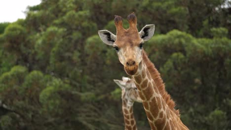 Closeup-of-a-giraffe-walking-towards-the-camera,-portrait-shot