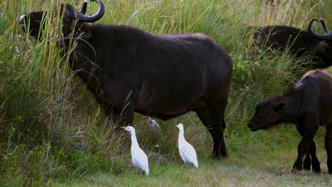 toma estática de un búfalo comiendo hierba con sus crías al lado de 2 garcetas al lado