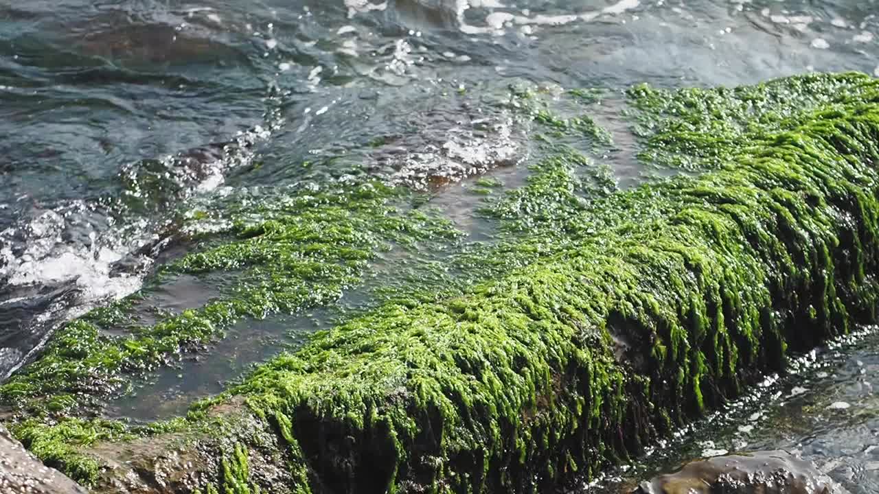 Seaweed covered rock in the ocean