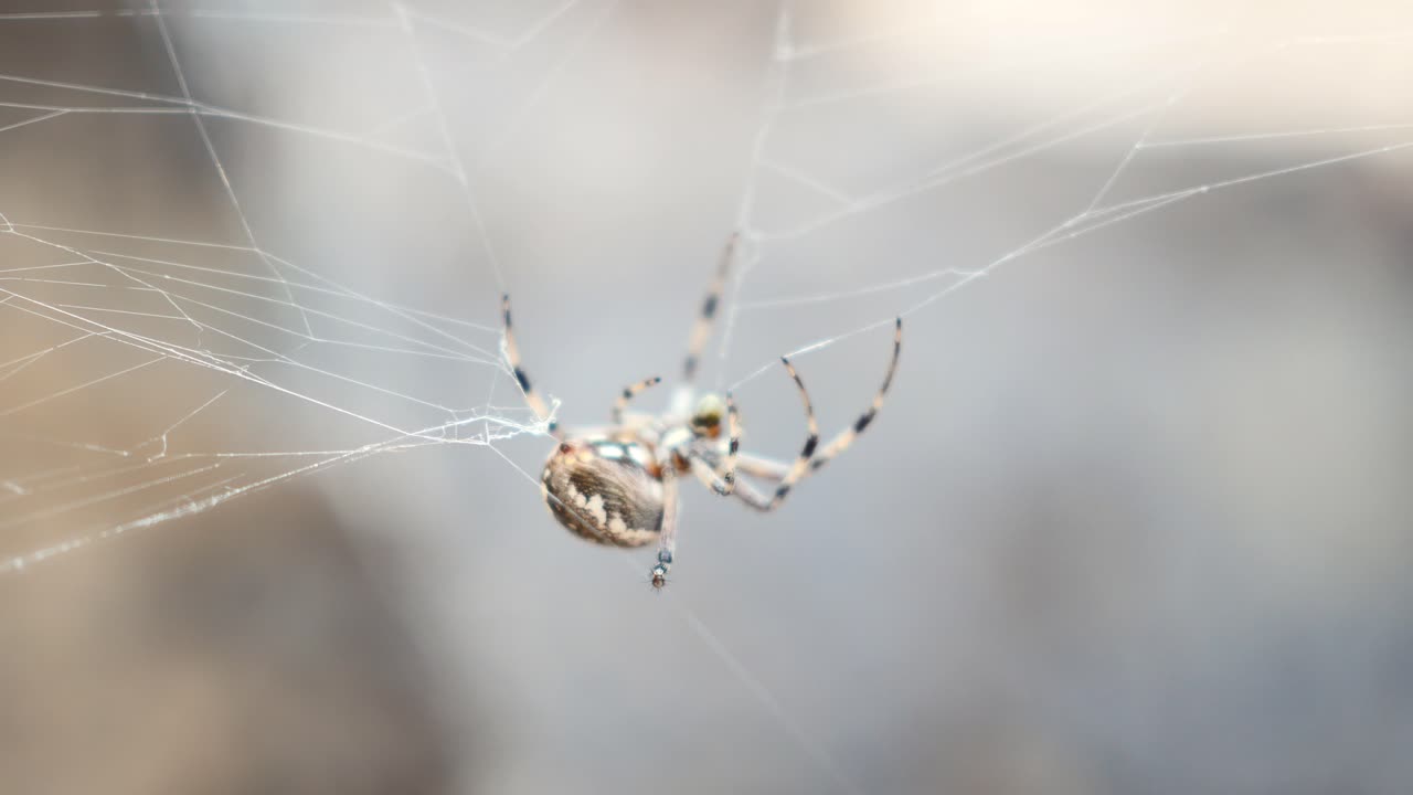 araña tejedora de orbes recogiendo su telaraña