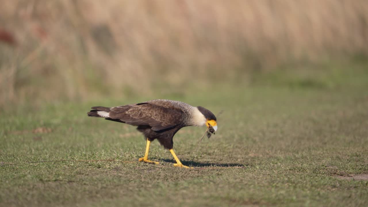 Crested Caracara Bird Collecting Twigs In The Field. - closeup shot