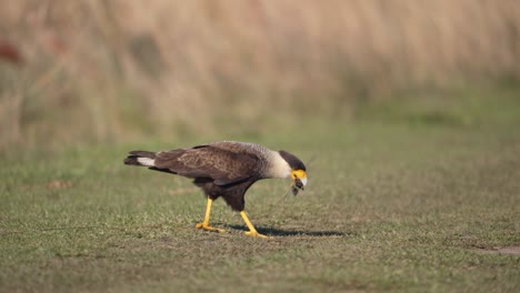 crested caracara bird collecting twigs in the field. - closeup shot