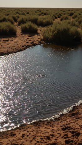 desert puddle with sunlight reflections