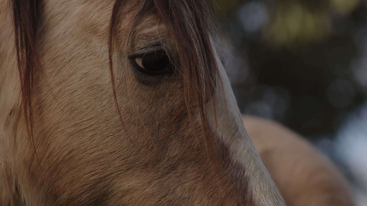 caballo salvaje en su hábitat natural
