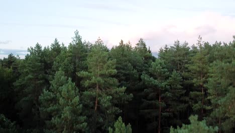 the drone is landing in the beautiful conifer forest in lithuania