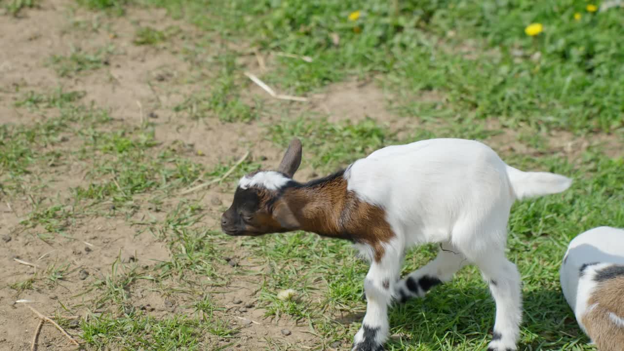 Small white and brown dwarf goat scratches its head with his paw while another rests nearby on a grassy patch, captured in a sunny outdoor farmyard, real time, close-up shot, no people