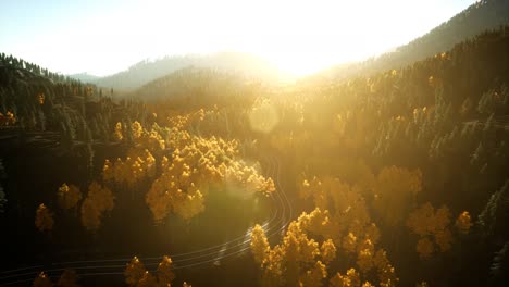 aerial drone view flight over pine tree forest in mountain at sunset