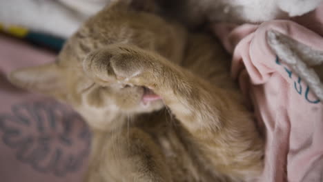 vertical close up of orange red cat licking cleaning fur after a nap