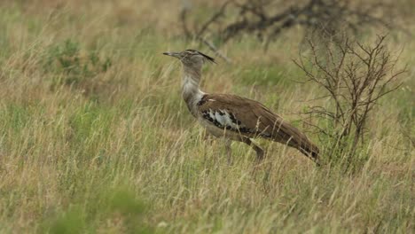 A-panning-shot-of-a-Kori-Bustard-walking-through-the-green-long-grass-in-Kruger-National-Park