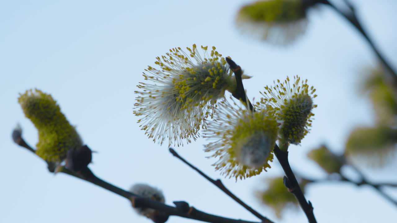 cacerola de primer plano de flores amarillas en el extremo de ramas delgadas que se mueven en el viento