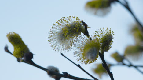 Close-up-pan-of-yellow-flowers-on-end-of-thin-branches-moving-in-wind