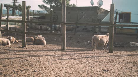 Granja-Rural-Portuguesa-Con-Ovejas-Y-Pollos.