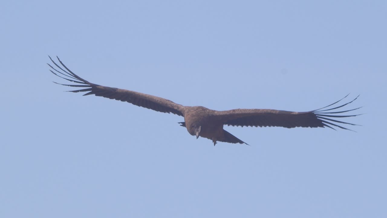 cóndor andino subadulto deslizándose en el cielo azul cambiando de dirección moviendo su cola como un timón