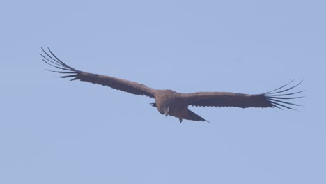 Andean-Condor-Subadult-Gliding-in-Blue-sky-changing-directions-moving-its-tail-like-a-rudder