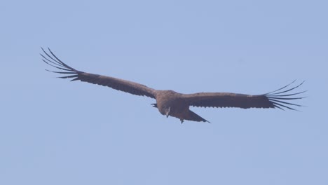 andean condor subadult gliding in blue sky changing directions moving its tail like a rudder