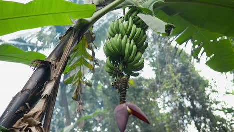tropical banana tree with hanging green banana fruits and the heart