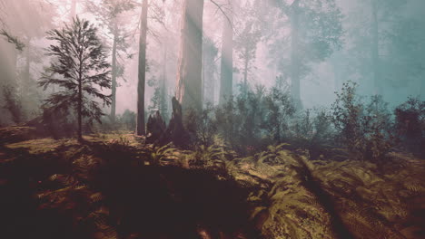 Classic-view-of-famous-giant-sequoia-trees