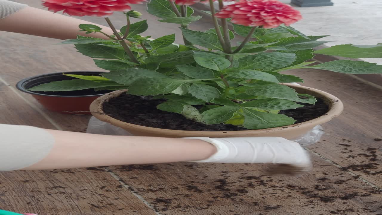 plantar y regar las dahlias en ollas