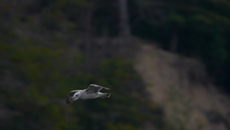 Una-Vista-Panorámica-De-Cerca-De-Una-Gaviota-Deslizándose-Sin-Esfuerzo-En-El-Aire