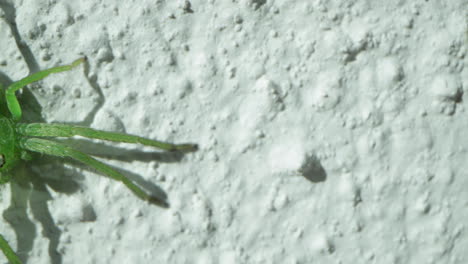 a green crab spider crawling on a white wall - close up pan