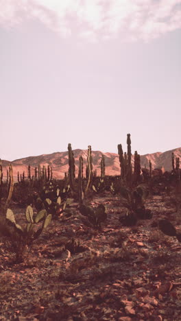 a vast desert landscape with cacti and mountains in the background